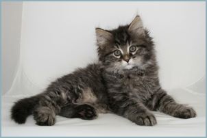 Male Siberian Kitten from Deedlebug Siberians